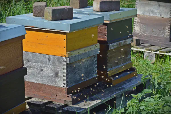 Automating beehives with sensors